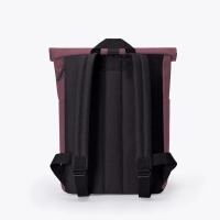 Hajo Mini Lotus Eggplant