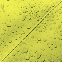 Jona Lotus Acid Lime