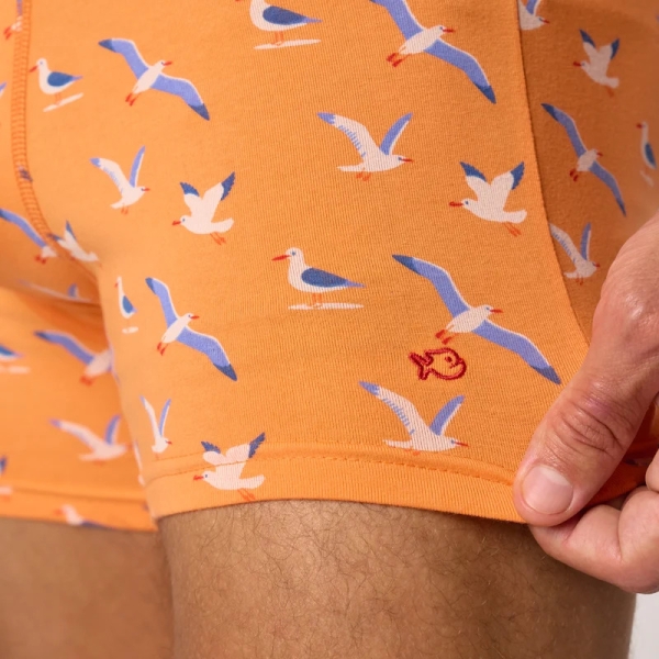 boxer seagull